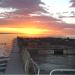 Criadero de truchas en Embalse ( provincia de La Pampa)