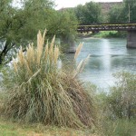 Salto Andersen, aguas arriba Río Colorado